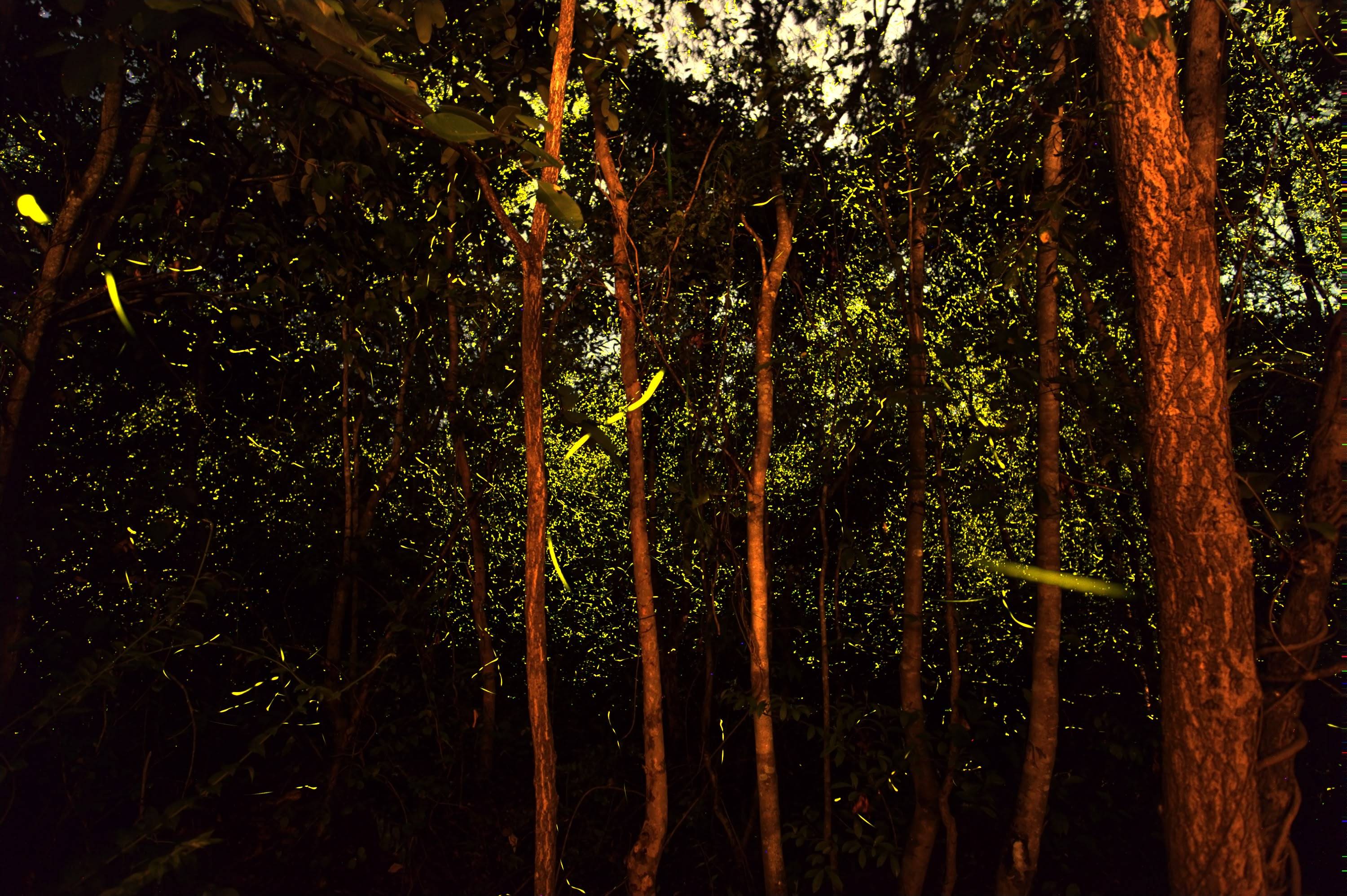 Source image 2: Fireflies in a bright forest area