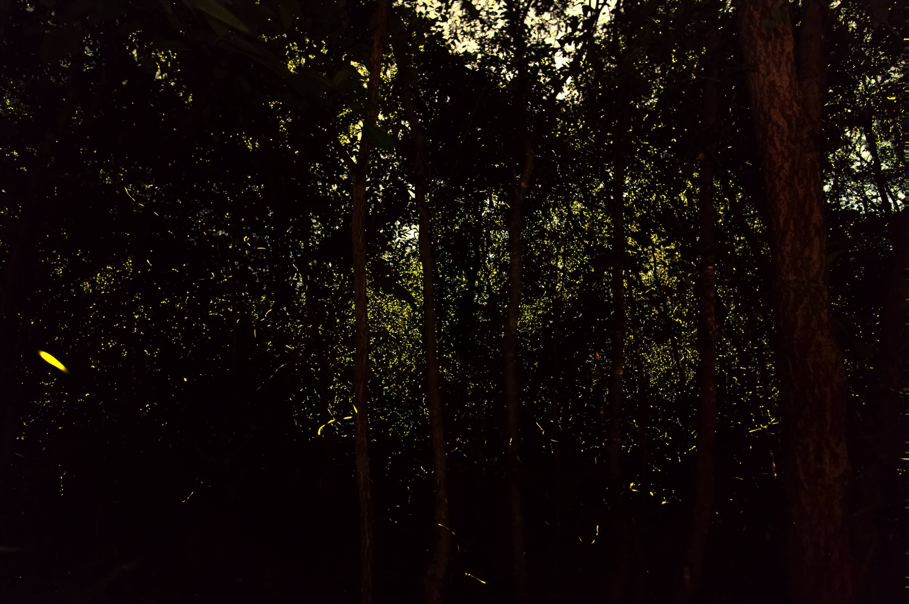 Source image 1: Fireflies in a dark forest area